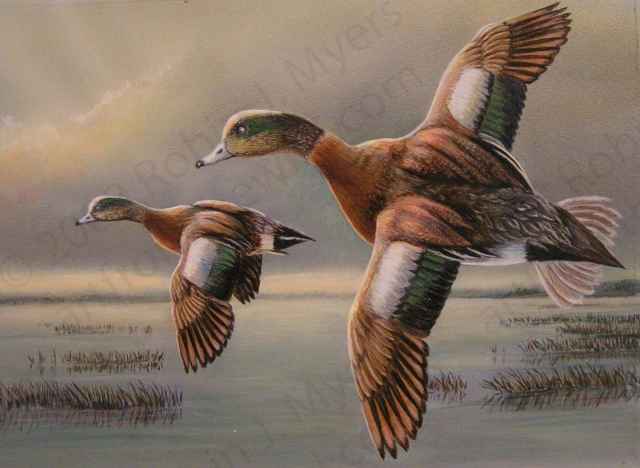 "Wigeons on Wing"